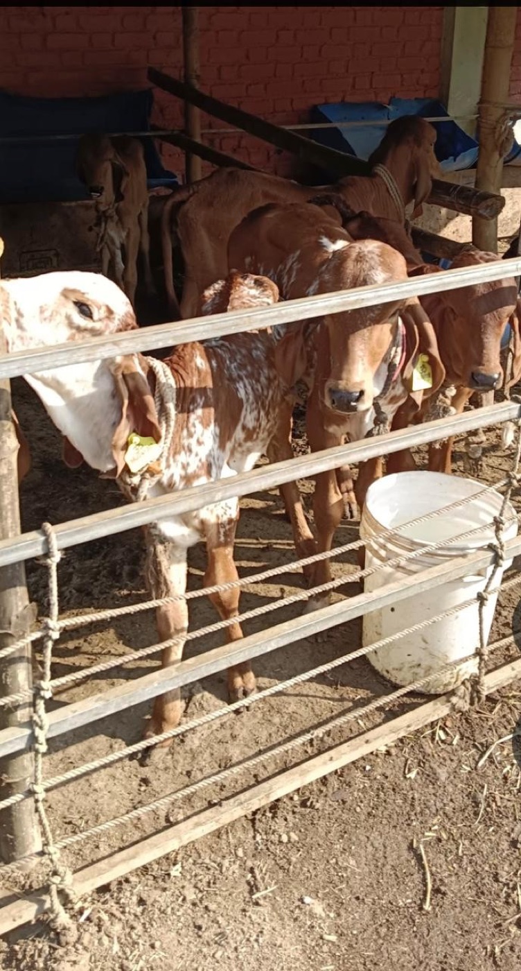Calves at a cow shelter